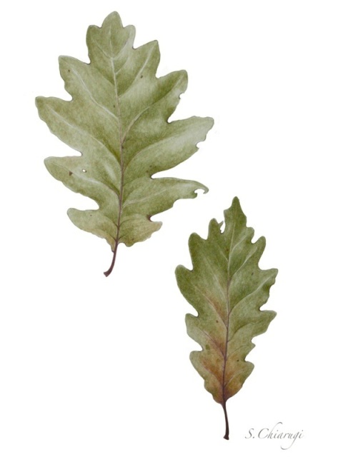 stampa oak leaf